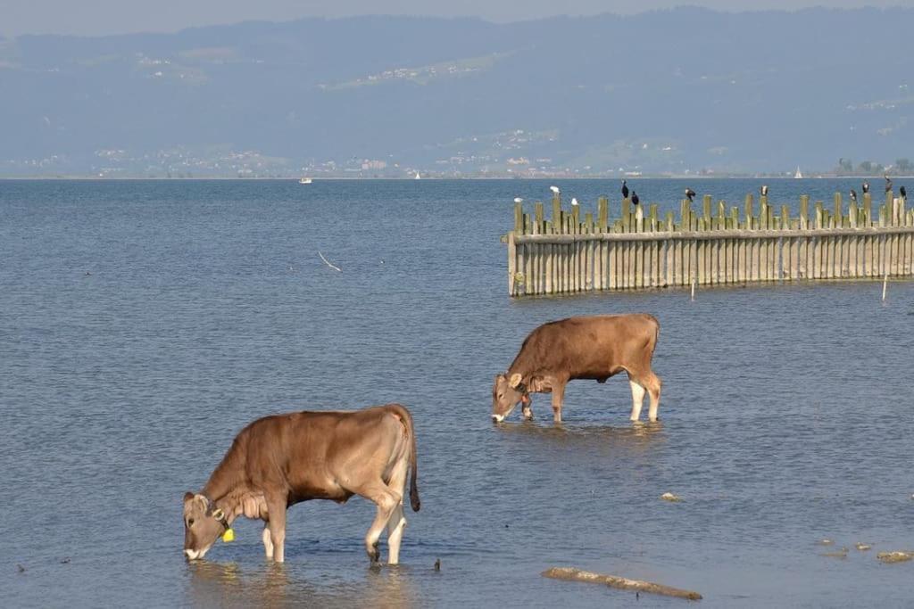 Bodensee Apartments, Sauna, Lake Walks, Free Parking, Self Checkin, Nature Reserve, Restaurants Nearby Gaissau  外观 照片